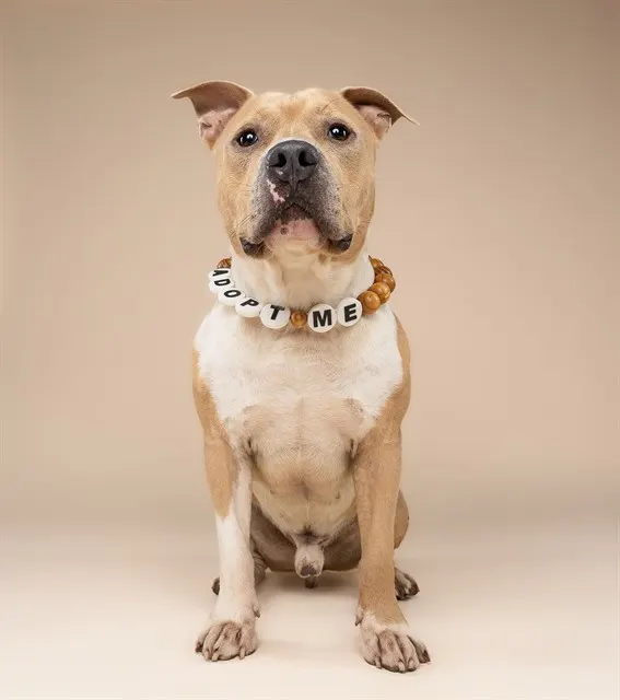 Kovu