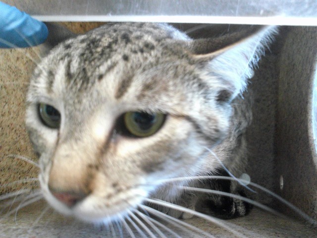 Adoptable Cat