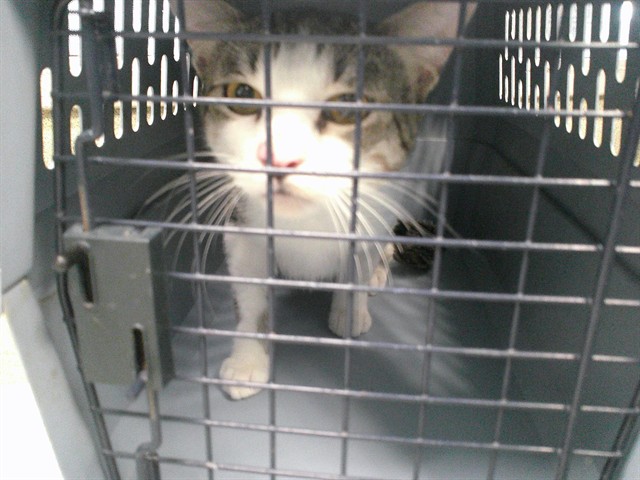Adoptable Cat