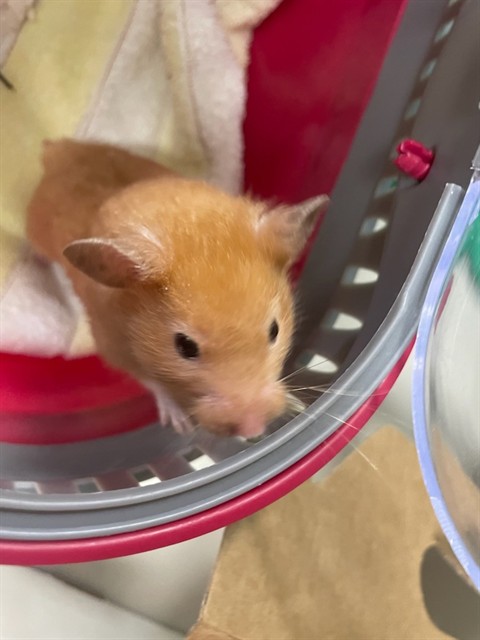 Cheerio