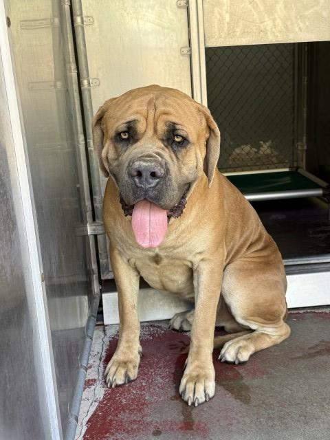 Hercules