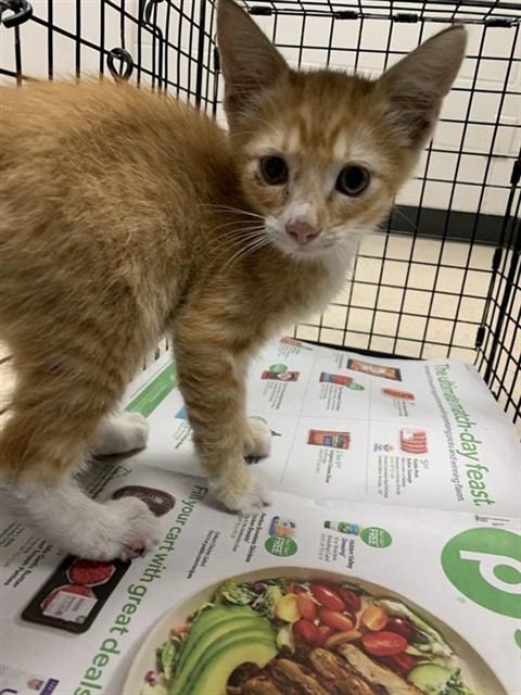 Adoptable Cat