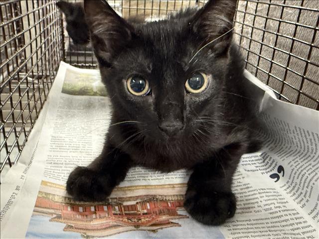 Adoptable Cat