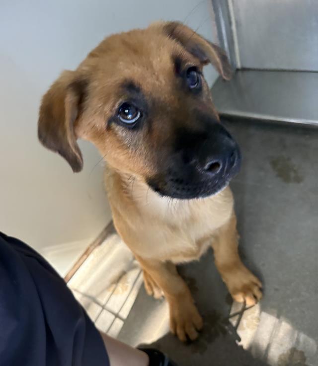 Adoptable Dog