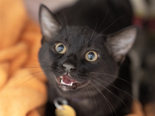 T'Challa