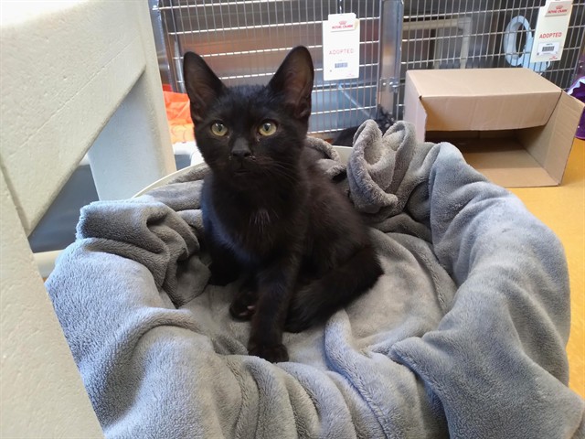 Jiji