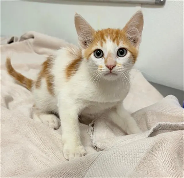 Adoptable Cat