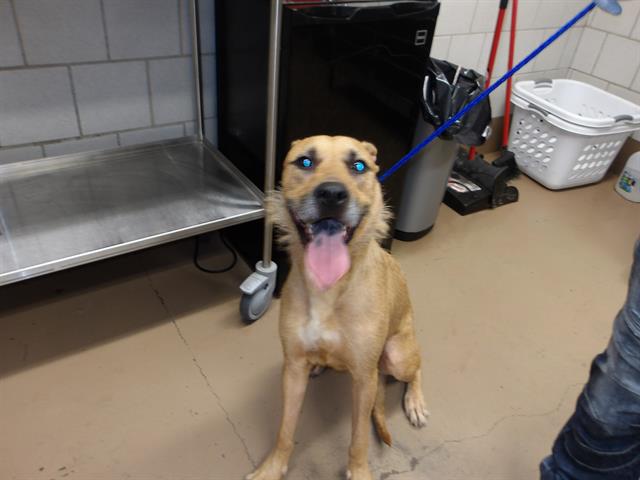Adoptable Dog