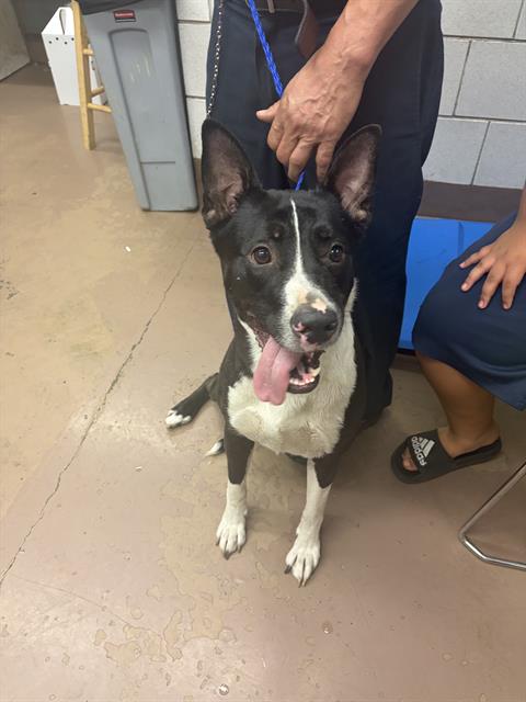 Adoptable Dog