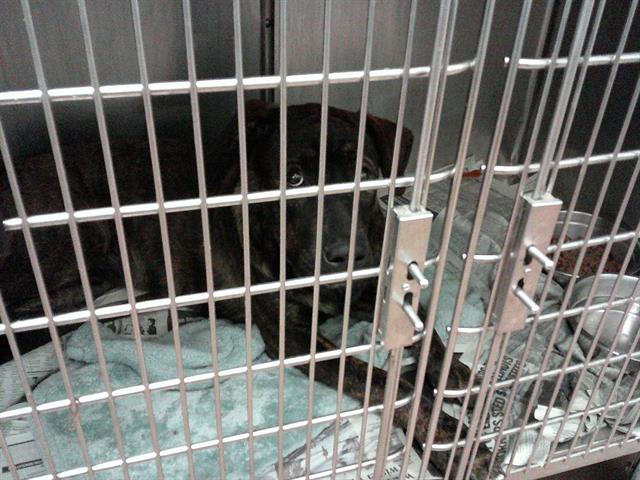Adoptable Dog