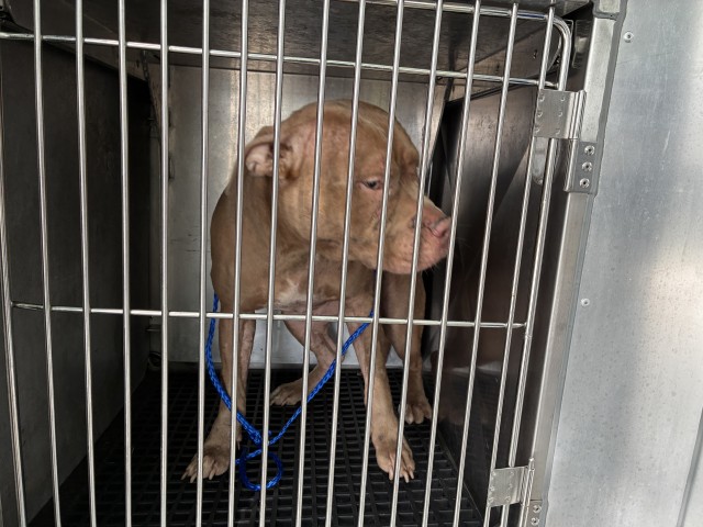 Adoptable Dog