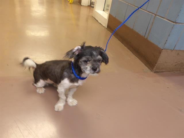 Adoptable Dog
