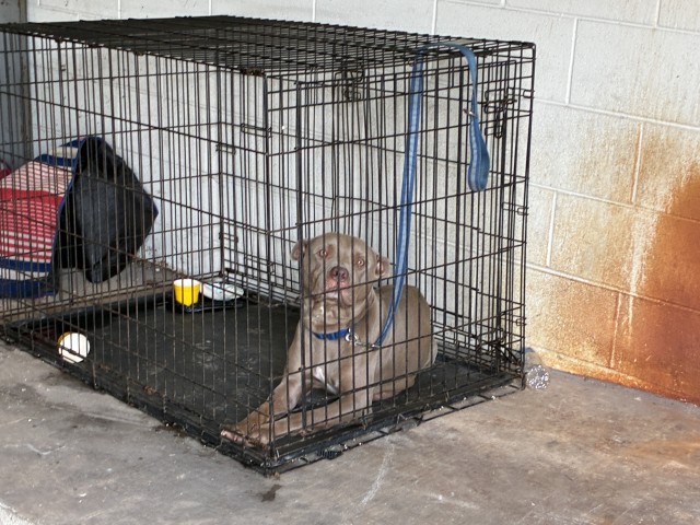 Adoptable Dog