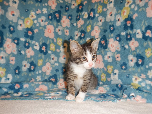 Adoptable Cat