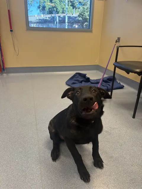 Adoptable Dog