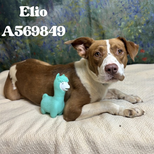 Elio