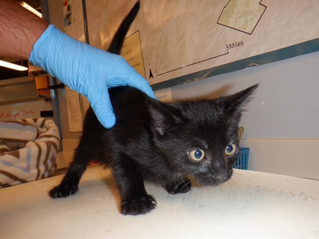 Adoptable Cat