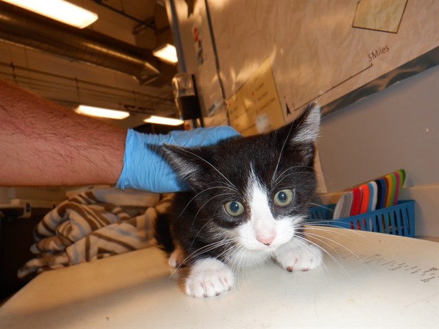 Adoptable Cat