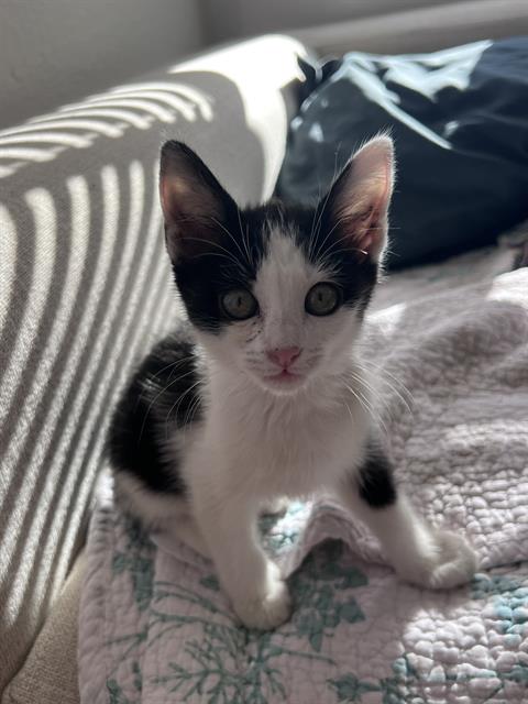 Isabel