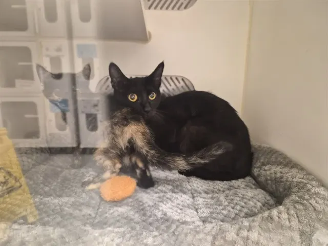 Adoptable Cat