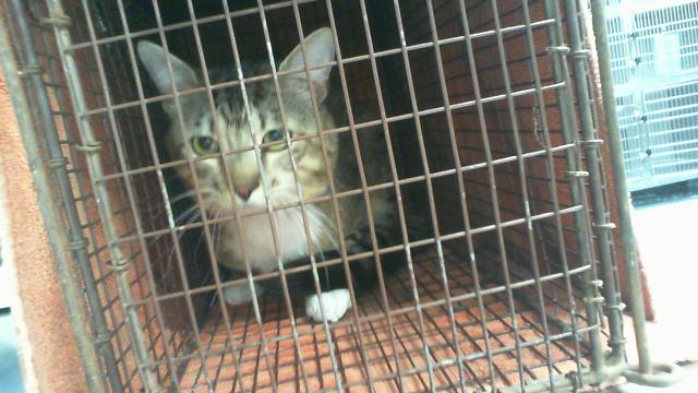 Adoptable Cat