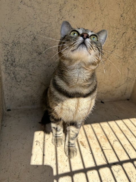 Adoptable Cat