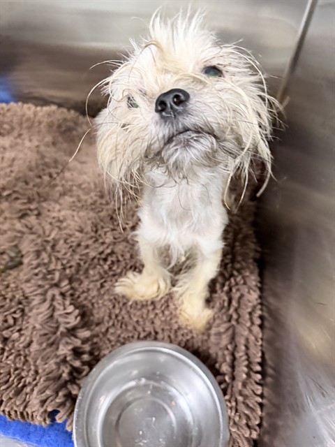 Adoptable Dog