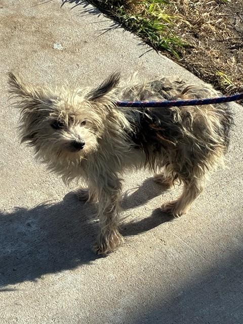 Adoptable Dog