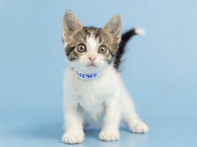 Mau