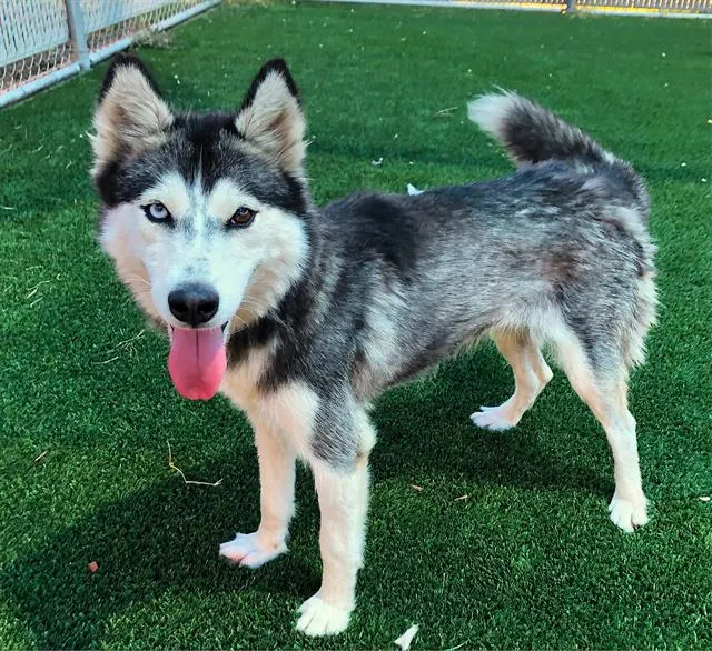 Adoptable Dog