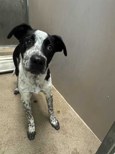 Adoptable Dog