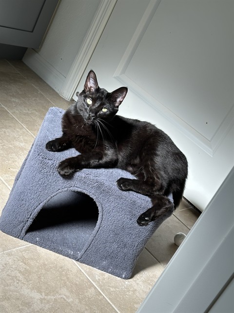 Toothless