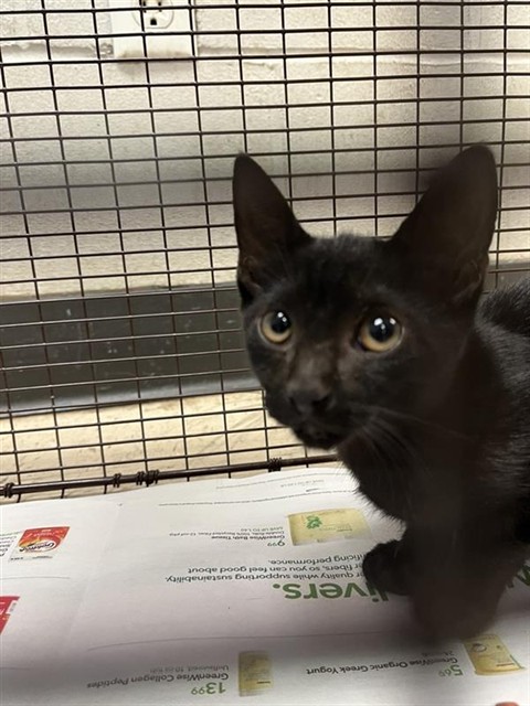 Adoptable Cat