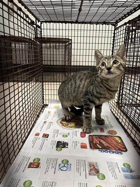Adoptable Cat