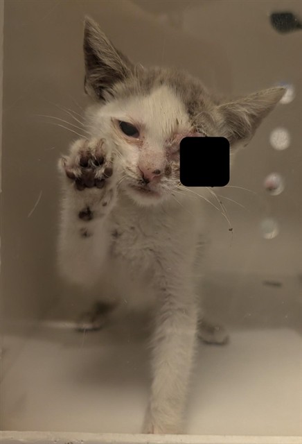 Winky - In Foster