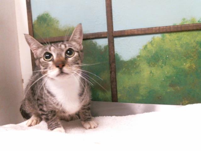 Adoptable Cat