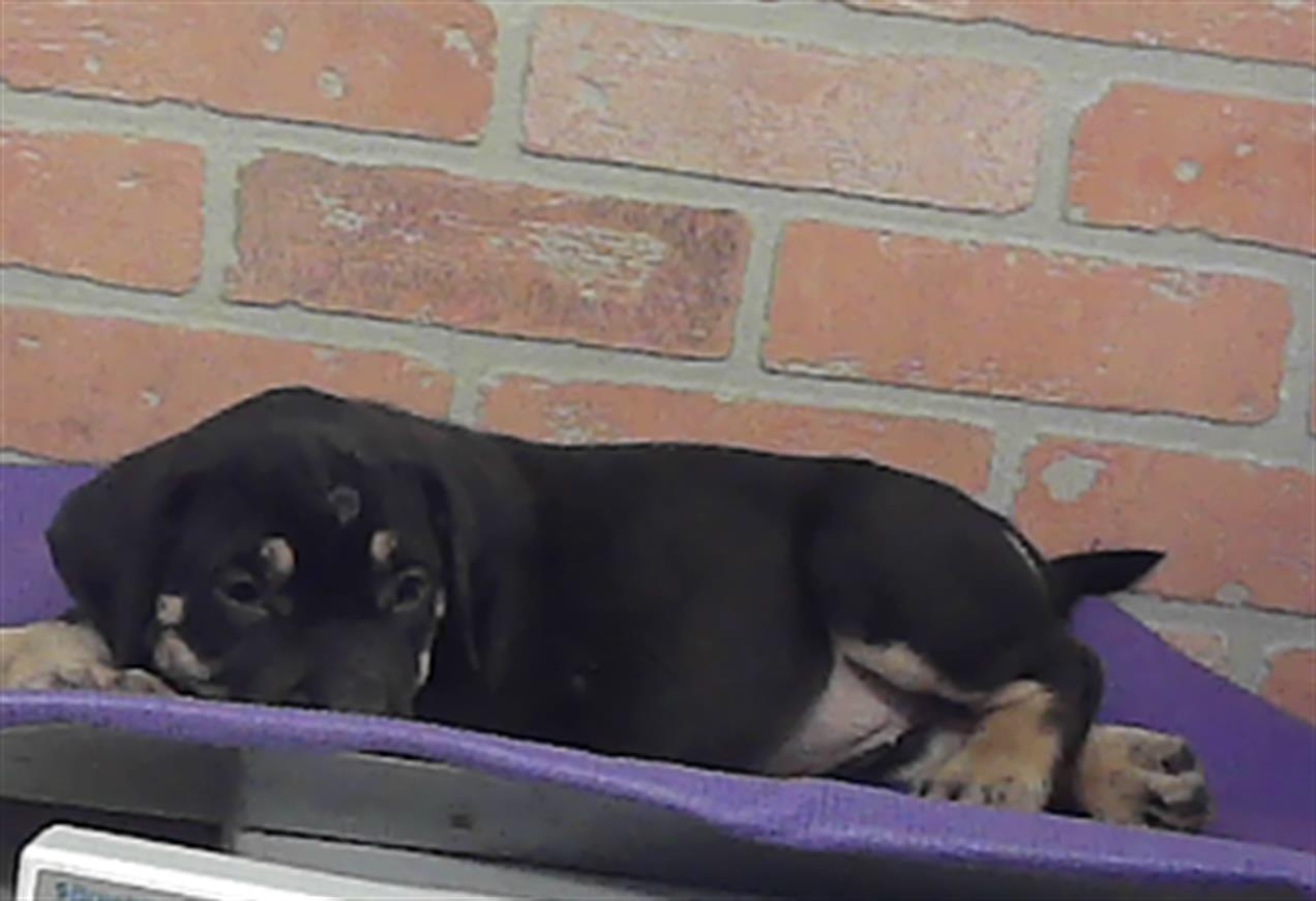 Nova