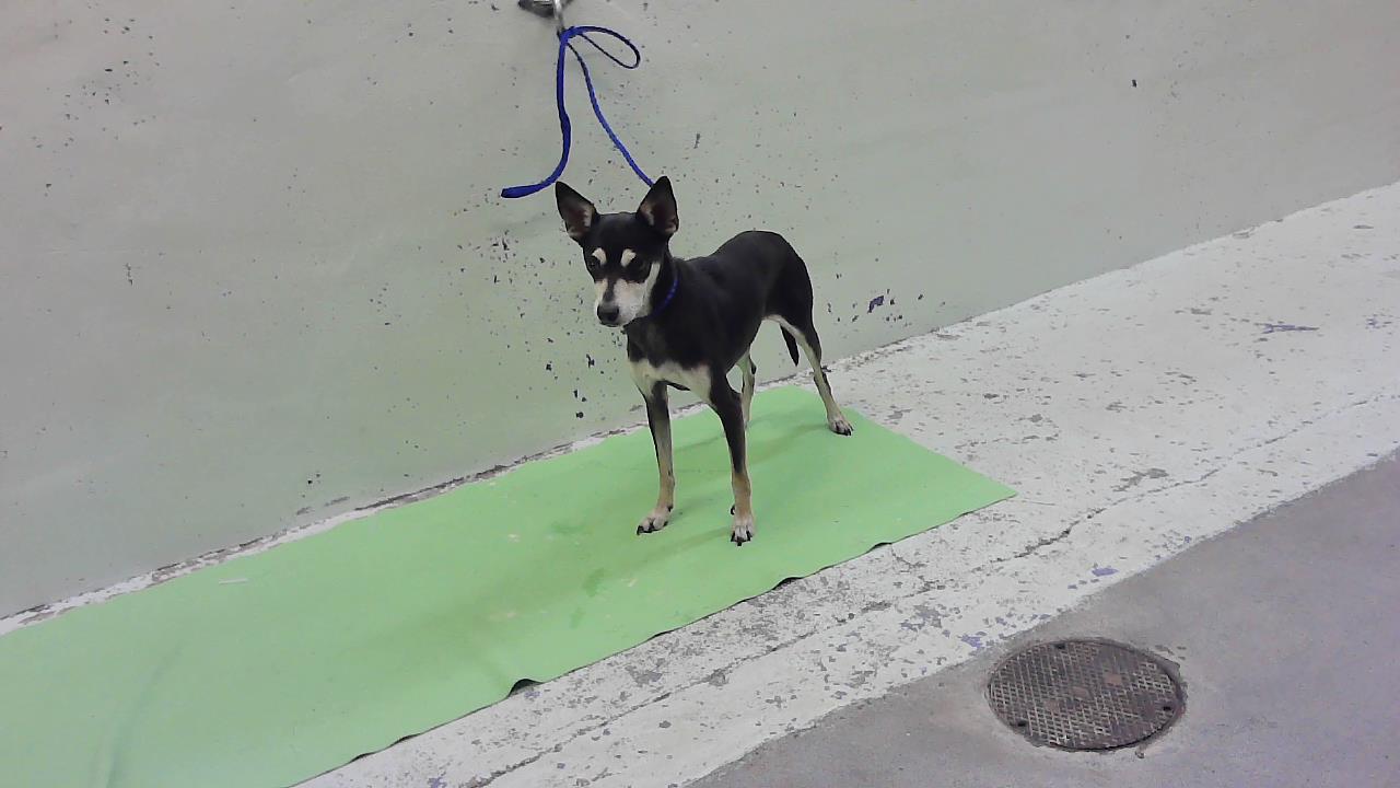 Chico