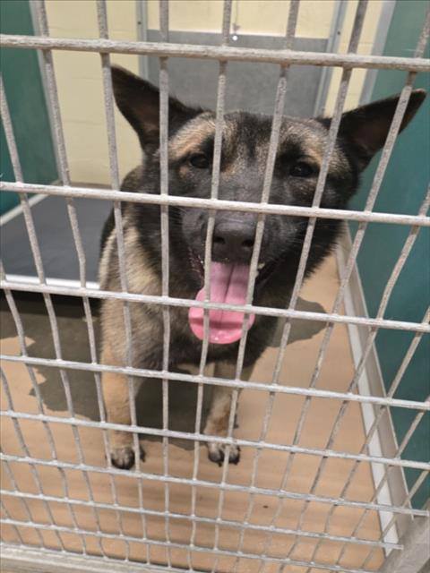 Adoptable Dog