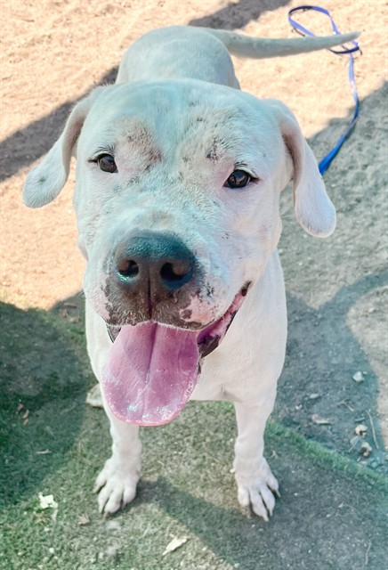 Urgent Med Adopt Bunny