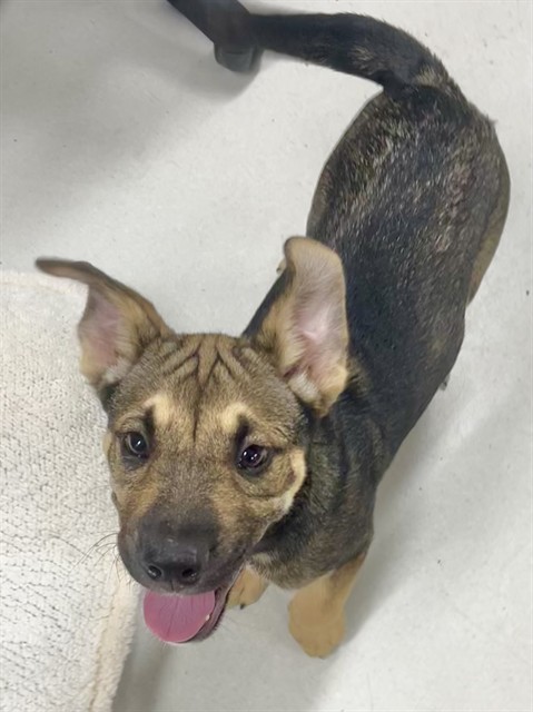 Urgent Med Adopt Dylan
