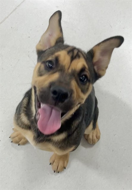 Urgent Med Adopt Cody