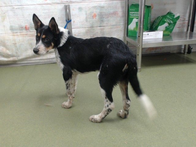 Urgent Med Adopt Kel