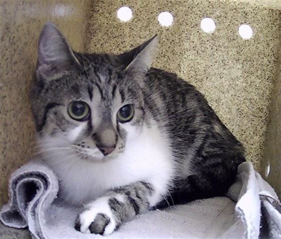 Tabby