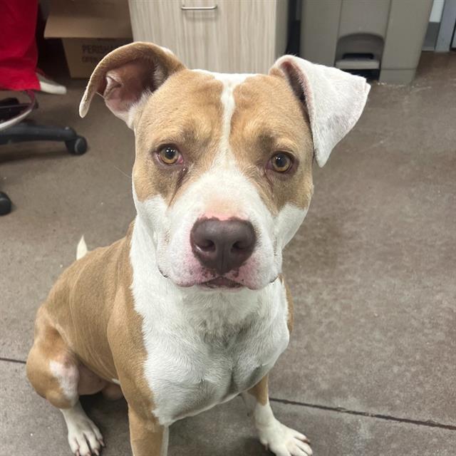 Banjo