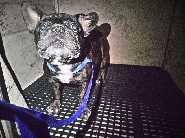 Adoptable Dog