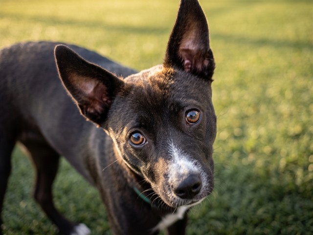 Matilda