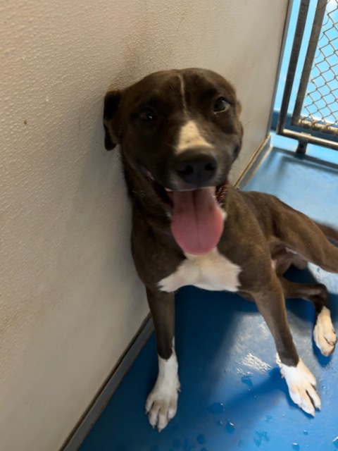 Adoptable Dog