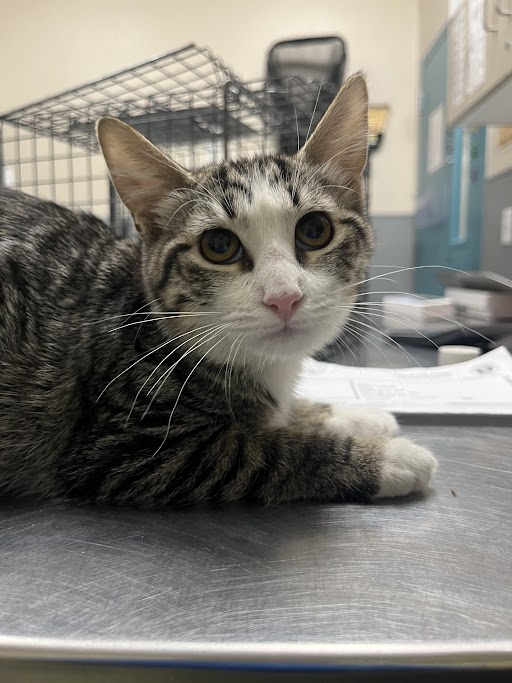 Adoptable Cat