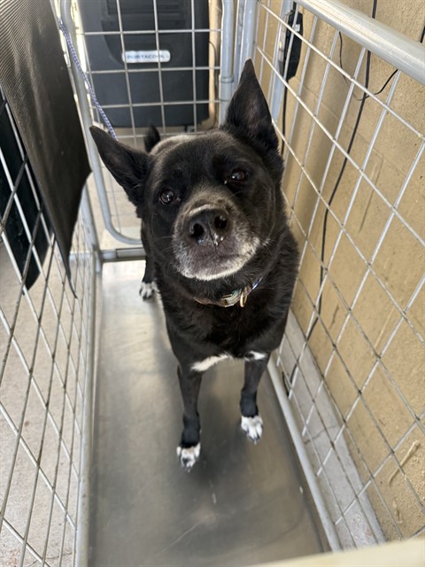 Adoptable Dog